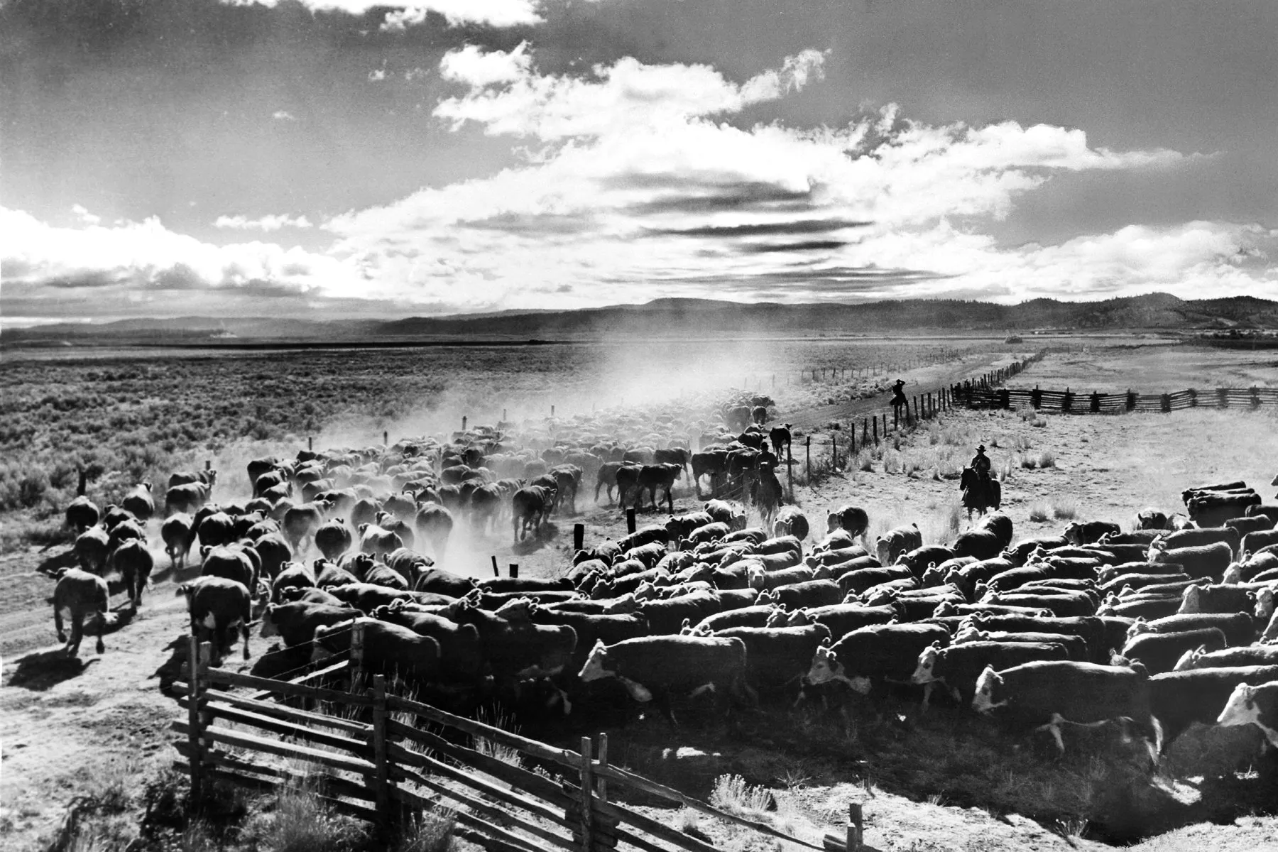 Black-and-white photograph: Cattle Roundup, Eastern Oregon, 1940s. Location: Eastern Oregon. Date: c. 1940s.