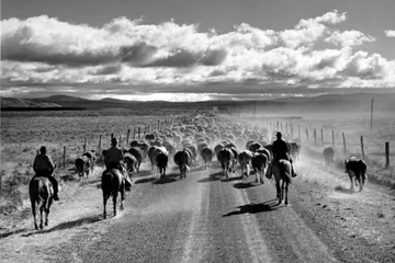 Black-and-white photograph: Round-Up. Location: Eastern Oregon.
