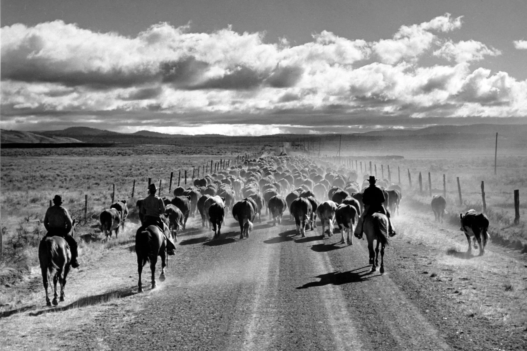 Black-and-white photograph: Round-Up. Location: Eastern Oregon.
