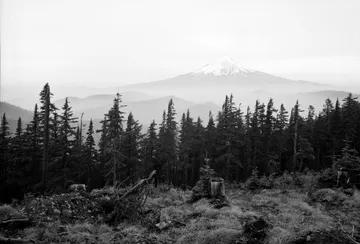 Black-and-white photograph: Mt. Hood Forest, Logging, 1940s. Location: Mt. Hood, Oregon. Date: c. 1940s.