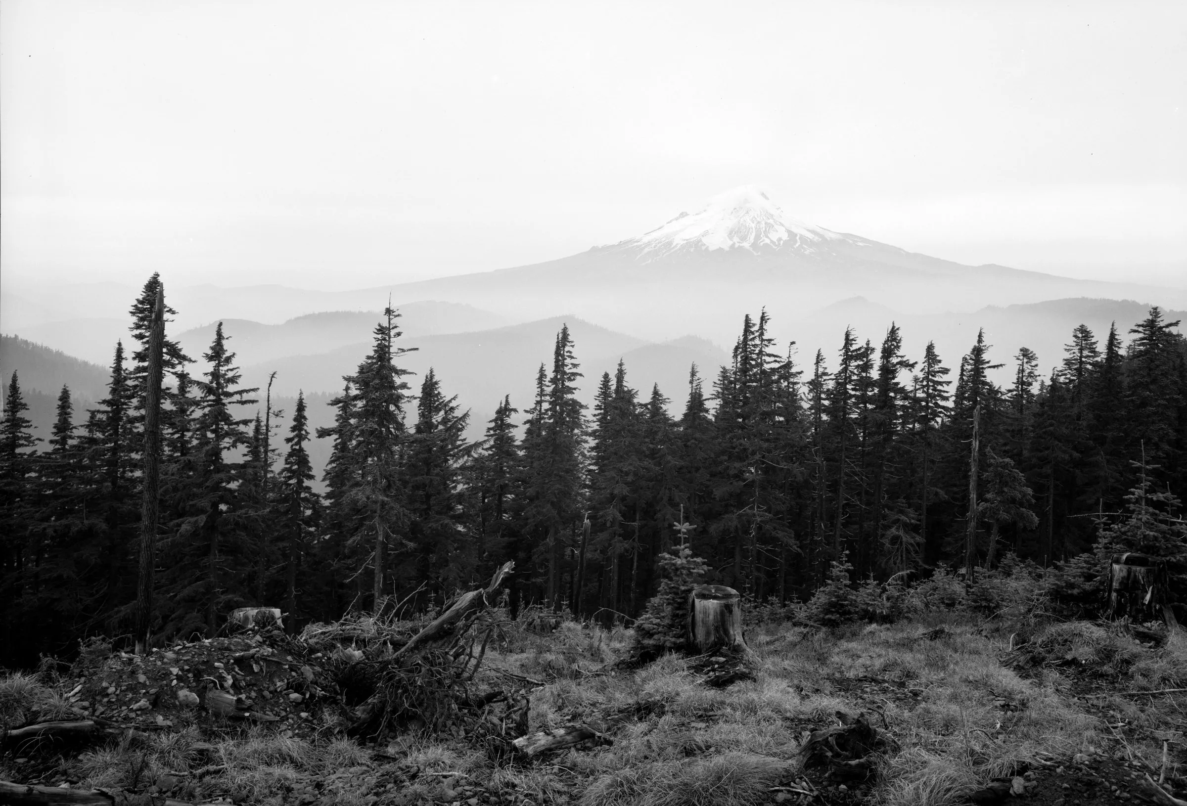 Black-and-white photograph: Mt. Hood Forest, Logging, 1940s. Location: Mt. Hood, Oregon. Date: c. 1940s.