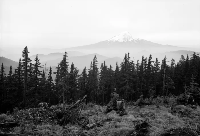 Black-and-white photograph: Mt. Hood Forest, Logging, 1940s. Location: Mt. Hood, Oregon. Date: c. 1940s.